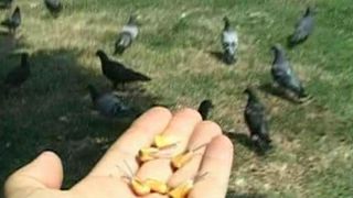 Ucigasul de porumbei ataca din nou! Zeci de graunte cu ace de gamalie in ele au fost gasite intr-un parc din Arad