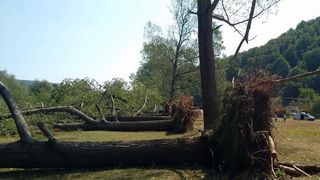 Imagini terifiante din campusul devastat de furtuna, in care si-a pierdut viata o persoana, iar alte 16 au fost ranite. "Plopii au cazut ca un castel de carti"