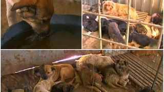 Abuzuri, tupeu si animale maltratate la adapostul din Ovidiu! In timp ce bietele animale mor in adapost, vizitatorii sunt dati afara din institutie si amenintati