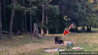 Panica pentru cativa turisti din Harghita. Un urs a trecut printre ei si s-a pus la masa chiar in fata lor