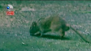 Alerta in Bucuresti! Sobolanii au invadat tot orasul! Au devenit agresivi de la caldura si ataca