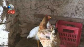 O comuna intreaga din Cluj, terorizata de o banda de hoti. Le aplica spray paralizant animalelor din gospodarii si le fura