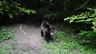 Cioban atacat de un urs in Vrancea; el a fost transportat in stare grava la spital