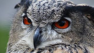 Prevestitorul mortii. De ce canta cucuveaua la oamenii care urmeaza sa moara