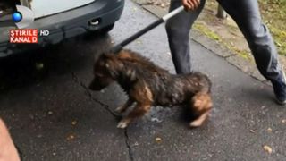 Au vrut sa salveze un caine ramas captiv pe o insula in Buzau si au sunat la 112. Ce s-a intamplat dupa i-au facut sa regrete enorm ca au alertat autoritatile
