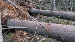 Noua gaselnita a hotilor de lemn. Injecteaza si gauresc copacii ca sa se usuce