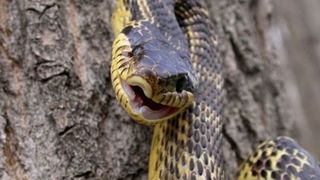 A sunat la salvare in timp ce o strangea sarpele de gat. Cum au rezolvat medicii problema e uimitor