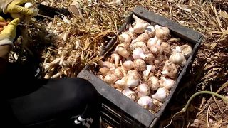 Premierul a luat primele masuri in cazul romanilor din Spania, exploatati la cules de usturoi