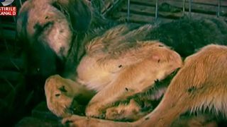 Iadul cainilor de la adapostul din Ovidiu. Animalele sufera, in timp ce patronii se plimba in masini de zeci de mii de euro