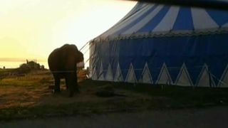 La circ se folosesc in continuare animale! Imagini revoltatoare cu un elefant chinuit in arena, sub ochii telespectatorilor