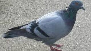 Acesta este porumbelul care valoreaza cat o masina de lux sau cat o garsoniera! Ce-l face special