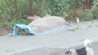 Scene inumane la Husi. Un barbat a murit din cauza caniculei si a fost lasat sa zaca pe trotuar, inconjurat de caini. L-au acoperit cu o patura si au plecat