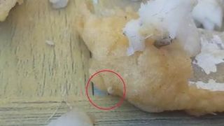 Peste cu viermi, la o terasa din Mamaia. Imagini dezgustatoare