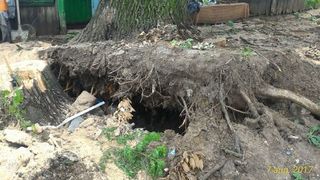 Vaslui: Familie evacuata din locuinta, dupa ce, in timpul unei furtuni, un stejar de 150 de ani a cazut peste casa