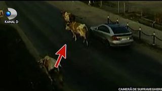 Scene desprinse din filme pe o sosea din Maramures! Doi tineri au fost urmariti de politisti zeci de kilometri. Ce s-a intamplat