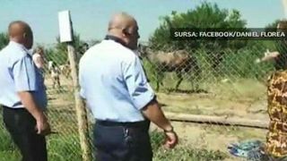 Scandal monstru la marginea Capitalei. Politistii locali, atacati cu pietre si cutite de carutasi