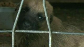 Tupeu fara margini! Angajatii adapostului de caini din Ovidiu incearca sa ascunda neregulile inainte de sosirea criminalistilor