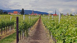 "Tataie, nu imi dai banii, te omor". Un iesean a facut amor cu iubita in vie dupa ce si-a omorat tatal