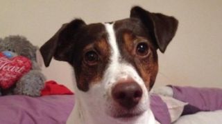 Condamnat la inchisoare pentru ca i-a ucis cainele iubitei. Barbatul a actionat cu o cruzime de nedescris