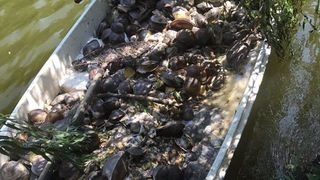 Lacul Herastrau e plin de scoici moarte, din cauza caniculei. Garda de Mediu a scos 4,6 tone de scoici din apa. Ce spun biologii despre soarta pestilor din lac