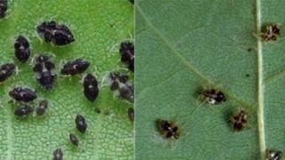 Ati vazut aceste insecte? O noua specie a invadat Capitala si imprejurimile