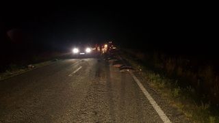 Accident straniu in Gorj. Un sofer a ucis 33 de mistreti. Cum a fost posibil asa ceva