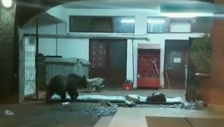 Ursii nu se mai tem de nimic! Ursii au ajuns sa intre chiar si in magazine in cautare de mancare