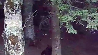 Imagini ca in “Cartea Junglei” cu ursii gunoieri din Brasov. La Gura Diham, mamiferele stau la poza si se scarpina pe spate precum ursul Baloo din filmul copilariei noastre! Video genial!