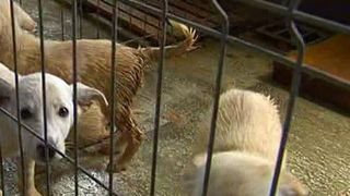 Cum arata sistemul bolnav din spatele "afacerii maidanezul", de la adapostul Ovidiu.