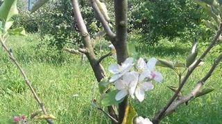 Minune de Sfanta Maria! Ce s-a intamplat in Satu Mare