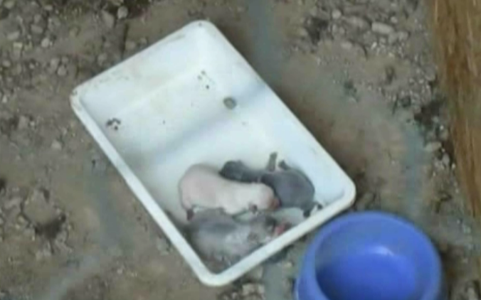Imagini cumplite filmate intr-un padoc improvizat din Iasi! Catelusii sunt tinuti si cate 6 in custi, fara apa si mancare