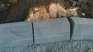 Reactia socanta a viceprimarului din Corabia, dupa aparitia imaginilor cu teii mutilati: "De sa stiu eu daca s-au taiat pomii? "