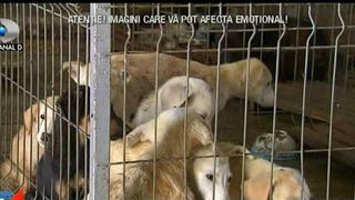 Scandalul teribil de la adapostul Ovidiu continua! Angajatii cer bani pentru adoptii, iar autoritatile tac si ascunde mizeria sub pres. Scene incredibile in Constanta