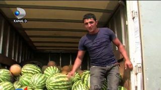 Taranii din Buzau sunt terminati! Prefera sa lase pepenii sa se strice, decat sa ii vanda pe un pret de nimic