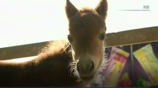 Un ponei nascut de doar 3 zile, furat din tarc! Cine erau hotii si de ce l-au furat