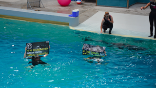 Protest inedit la delfinariul din Constanta: "Ei sufera pentru distractia voastra!"