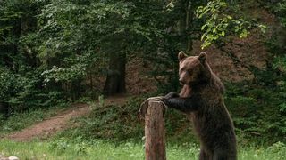 Ministrul Mediului a anuntat ca va emite un ordin pentru uciderea a peste 140 de ursi: "Nu renunt indiferent de cate mitiguri vor fi"