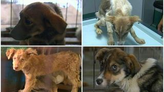 Demascarea "Afacerii Maidanezul" continua! Cum arata cainii cumparati cu date false din adapostul Ovidiu