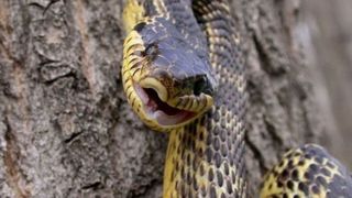 Un copil de 4 ani, din Suceava, a fost muscat de fata de un sarpe