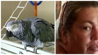 Si-a ucis sotul si a crezut ca va scapa nepedepsita, dar papagalul a dat-o de gol. Ce le-a "spus" pasarea politistilor?