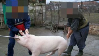 Caz tragic in Bacau. O femeie a fost ucisa de un porc