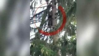 Satui de atacurile ursilor, mai multi localnici din judetul Neamt au pus mana pe topoare, ca sa-si apere stanele: "Ne mananca pe noi, asta urmeaza&rdquo;