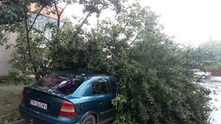 Prapad in urma unei futuni in Arges. Mai multi copaci au fost smulsi de vijelie