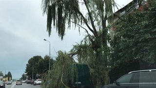 Copii la un pas de moarte, in Bucuresti, dupa ce un copac de 15 metri a cazut langa parcul Kiseleff