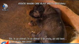 Afacerea maidanezul continua! Animale care sufera si mor in chinuri groaznice, in timp ce firmele si primariile se imbogatesc ilegal
