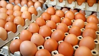 40 de tari au fost afectate pana in prezent de scandalul oualor contaminate cu Fipronil