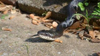 Autoritatile sunt in alerta! Un intreg spital din Moldova a fost invadat de serpi. Asistenta: „M-am trezit cu un sarpe in pantof”