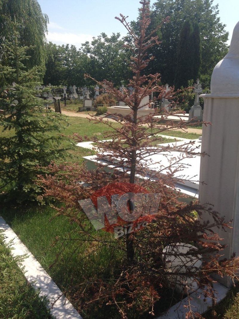 Unul din brazii de la mormantul Ilenei s-a ofilit