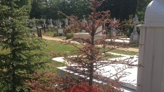 Unul din brazii de la mormantul Ilenei s-a ofilit