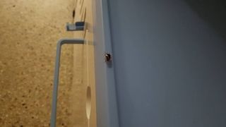 Gandacii misuna peste tot intr-un mare spital din Romania - Pacientii au ajuns sa doarma cu prosoapele peste gura, de frica